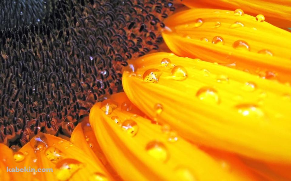 水滴のついたヒマワリの壁紙(960px x 600px) 高画質 PC・デスクトップ用