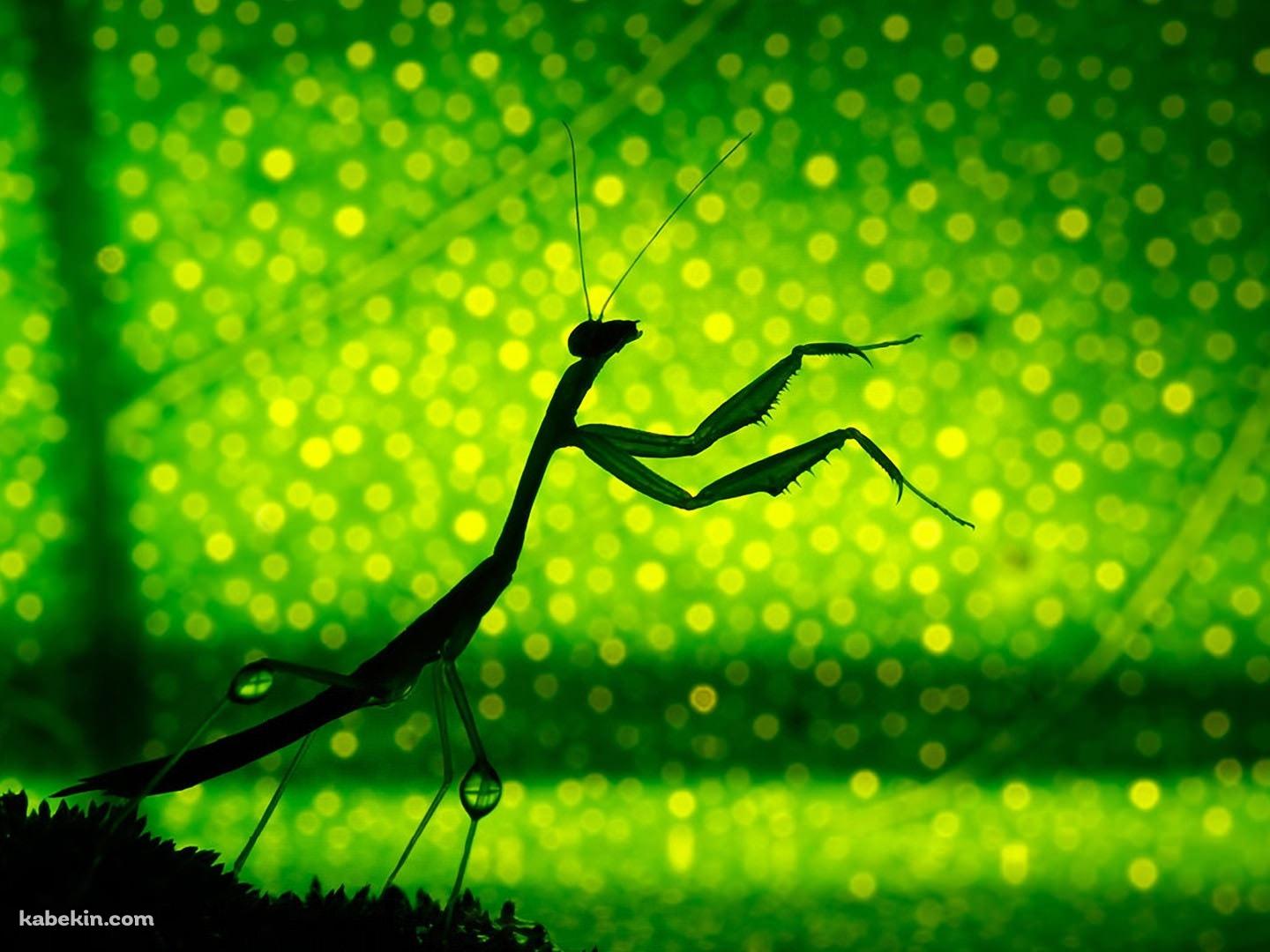 カマキリの壁紙(1440px x 1080px) 高画質 PC・デスクトップ用