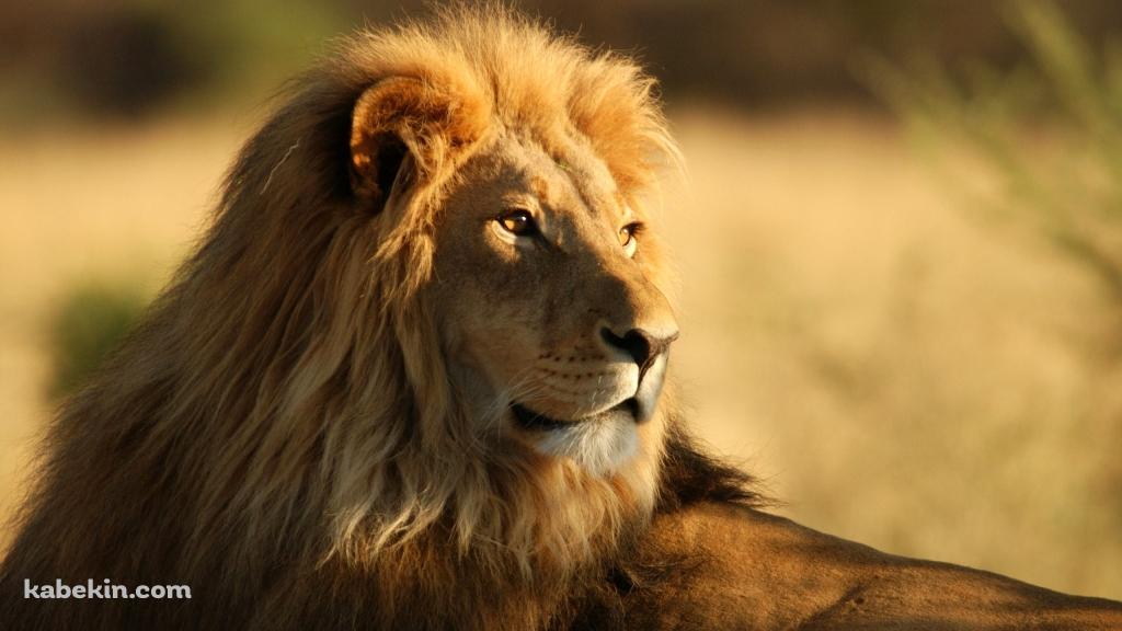 百獣の王の壁紙(1024px x 576px) 高画質 PC・デスクトップ用