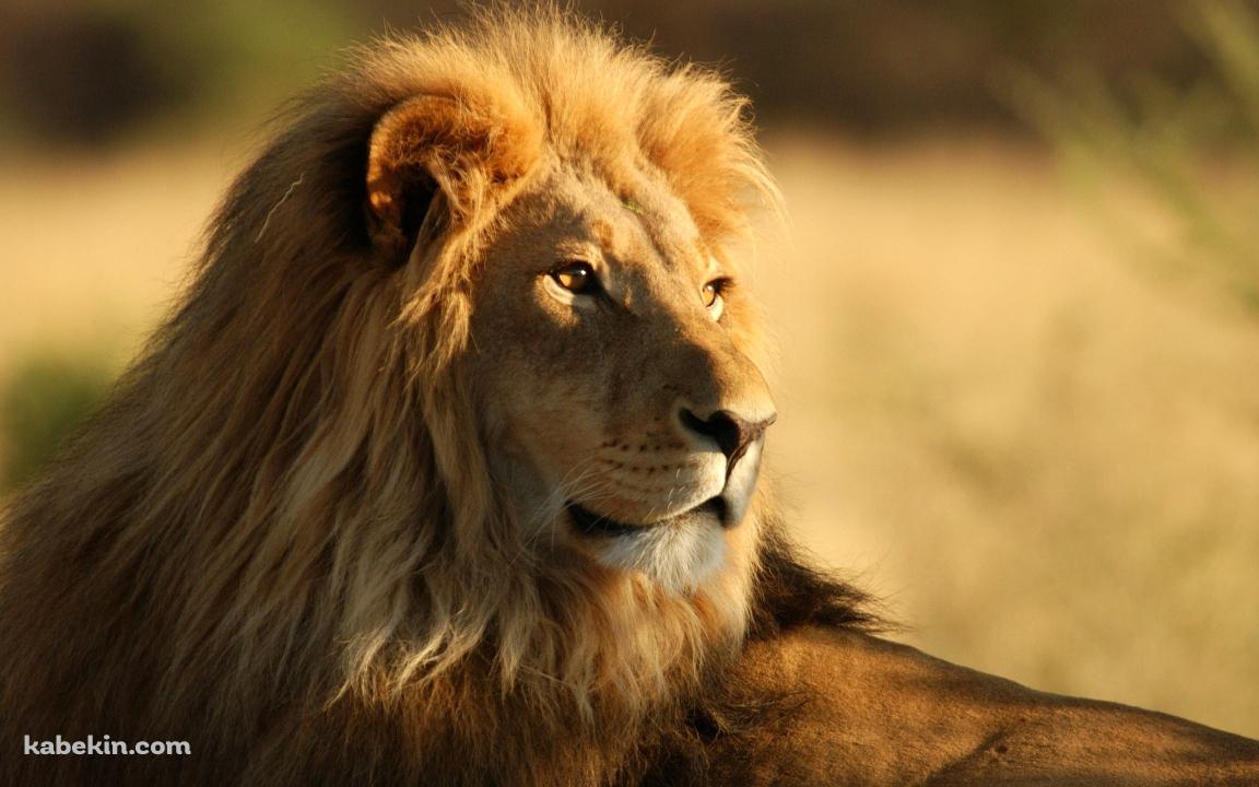百獣の王の壁紙(1152px x 720px) 高画質 PC・デスクトップ用