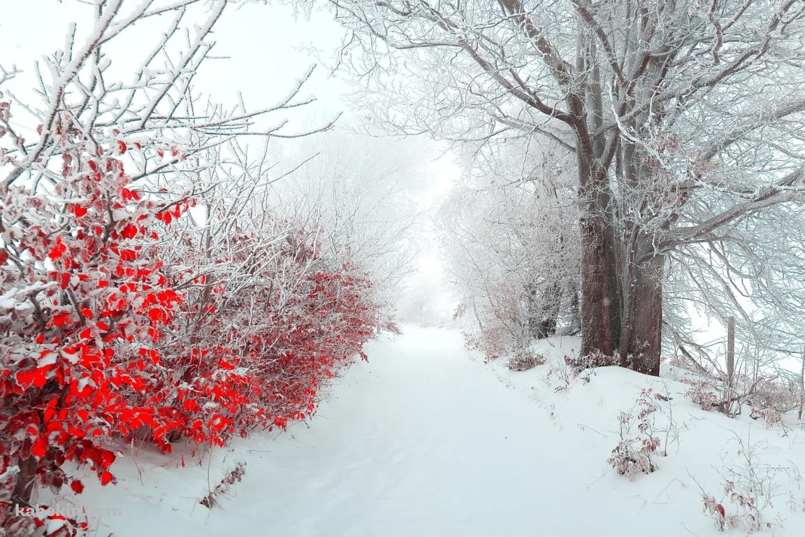 雪景色と赤い葉の壁紙(1152px x 768px) 高画質 PC・デスクトップ用