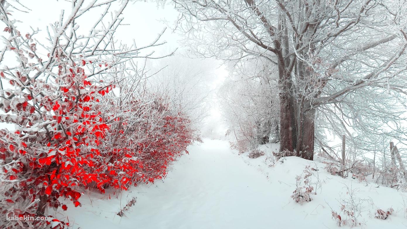 雪景色と赤い葉の壁紙(1391px x 783px) 高画質 PC・デスクトップ用