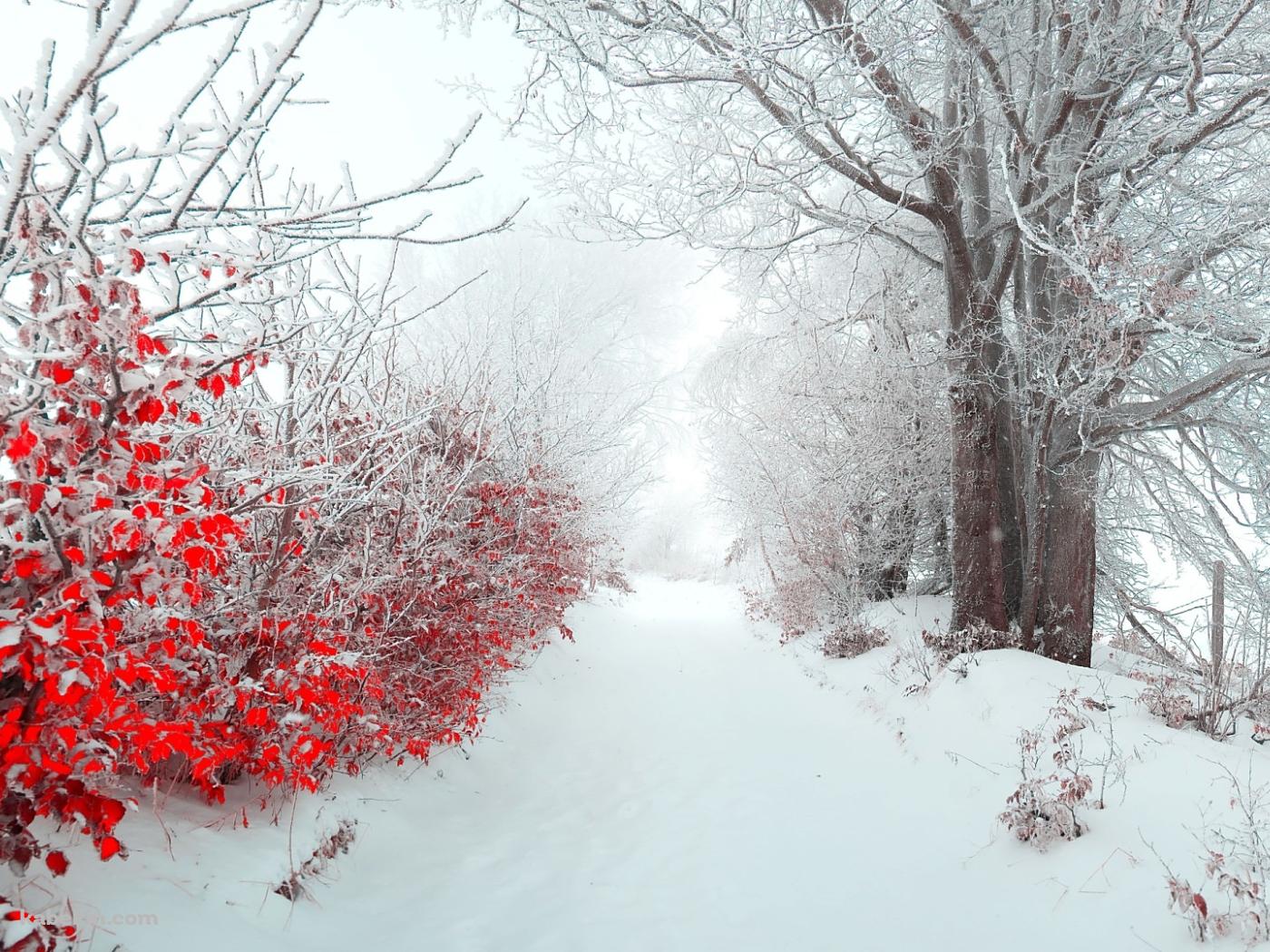 雪景色と赤い葉の壁紙(1400px x 1050px) 高画質 PC・デスクトップ用