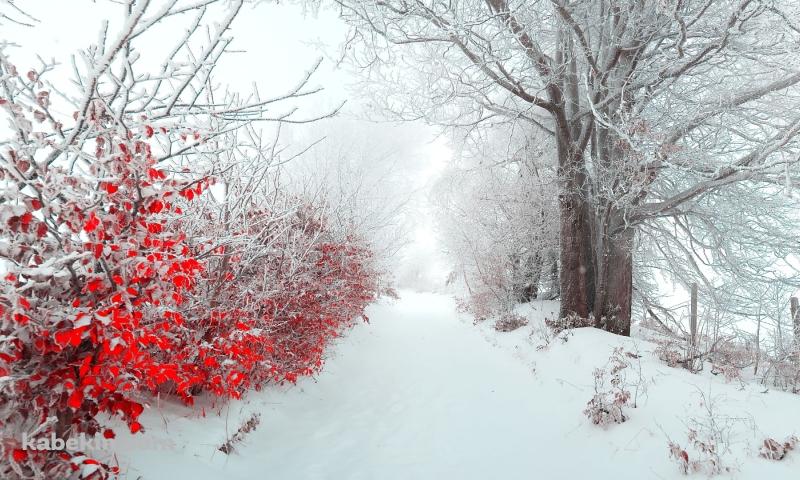 雪景色と赤い葉の壁紙(800px x 480px) 高画質 PC・デスクトップ用