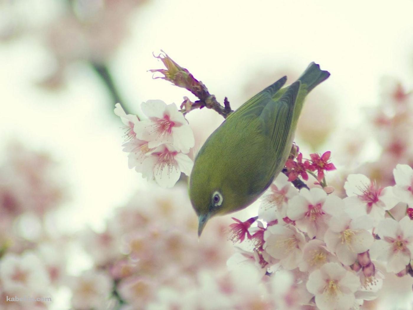 ウグイスと花の壁紙(1400px x 1050px) 高画質 PC・デスクトップ用