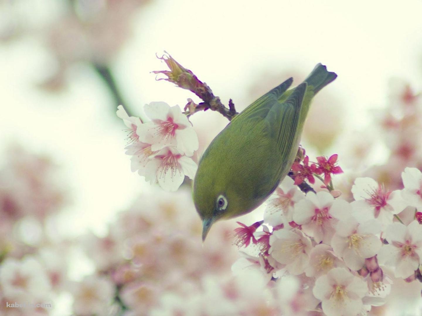 ウグイスと花の壁紙(1440px x 1080px) 高画質 PC・デスクトップ用