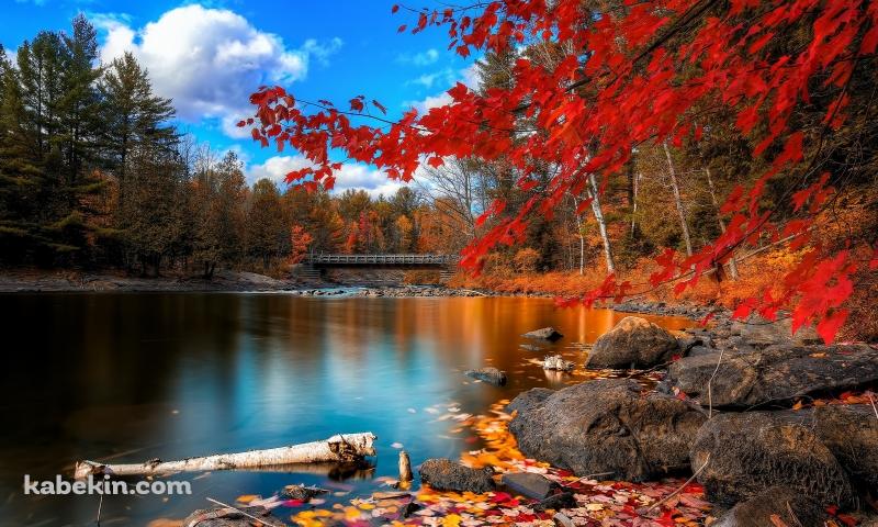 川岸の紅葉の壁紙(800px x 480px) 高画質 PC・デスクトップ用