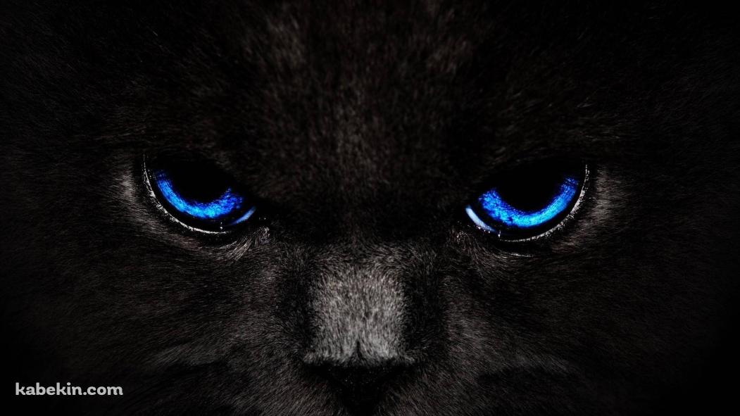 青い目の黒い猫の壁紙(1051px x 591px) 高画質 PC・デスクトップ用