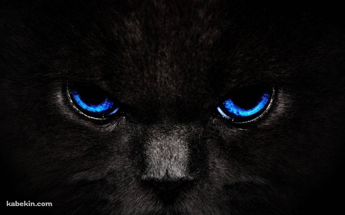 青い目の黒い猫の壁紙(1152px x 720px) 高画質 PC・デスクトップ用
