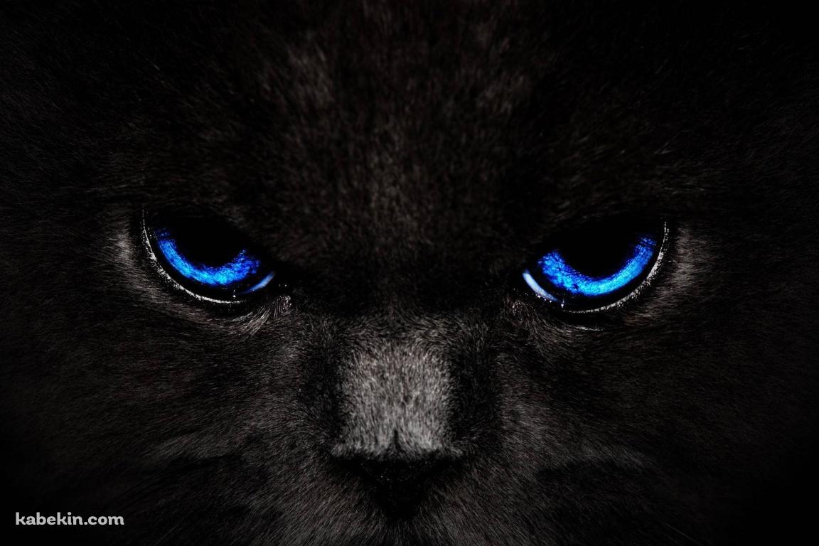 青い目の黒い猫の壁紙(1152px x 768px) 高画質 PC・デスクトップ用