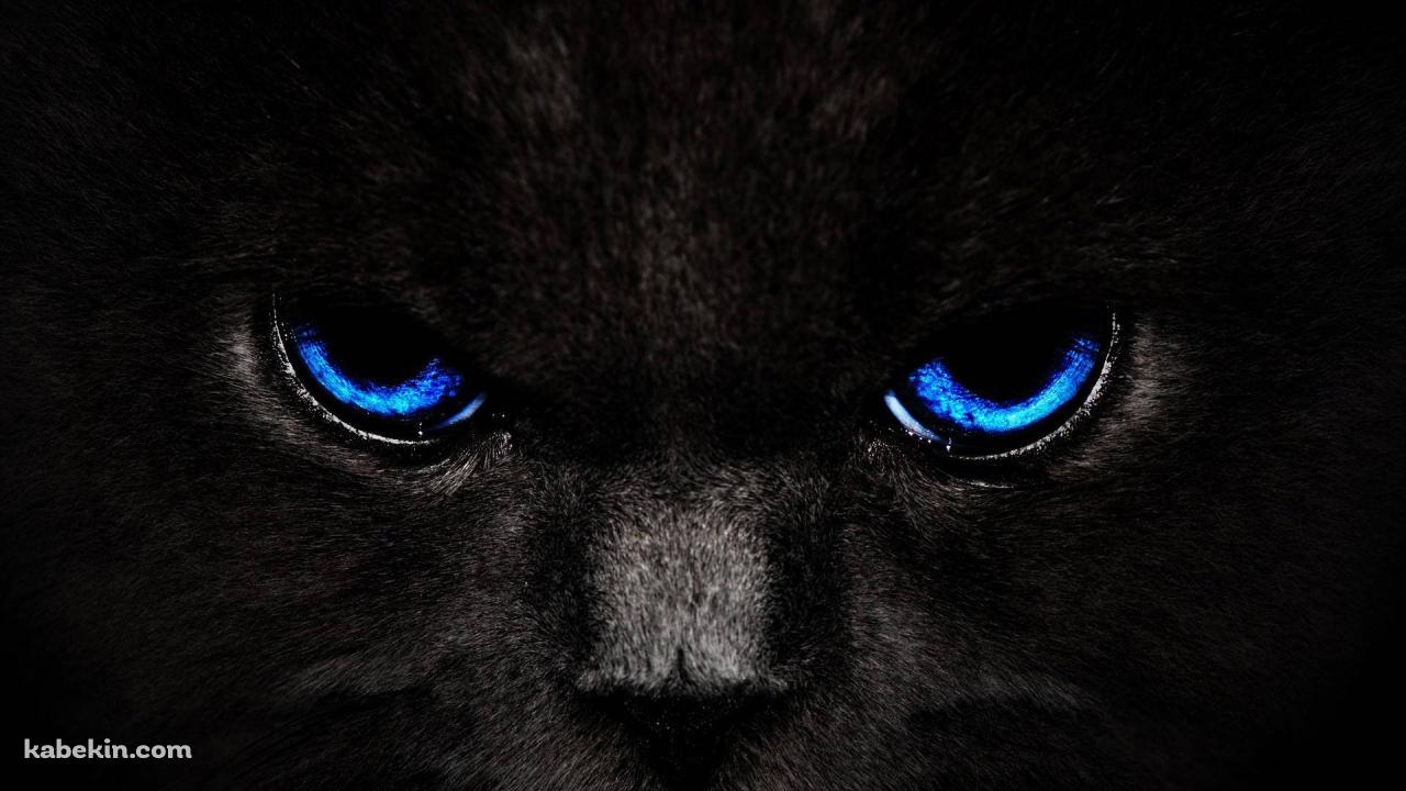青い目の黒い猫の壁紙(1280px x 720px) 高画質 PC・デスクトップ用