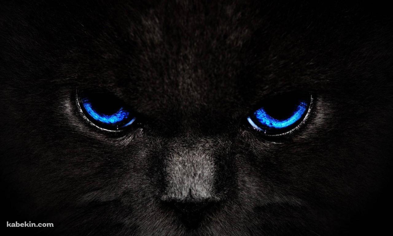 青い目の黒い猫の壁紙(1280px x 768px) 高画質 PC・デスクトップ用