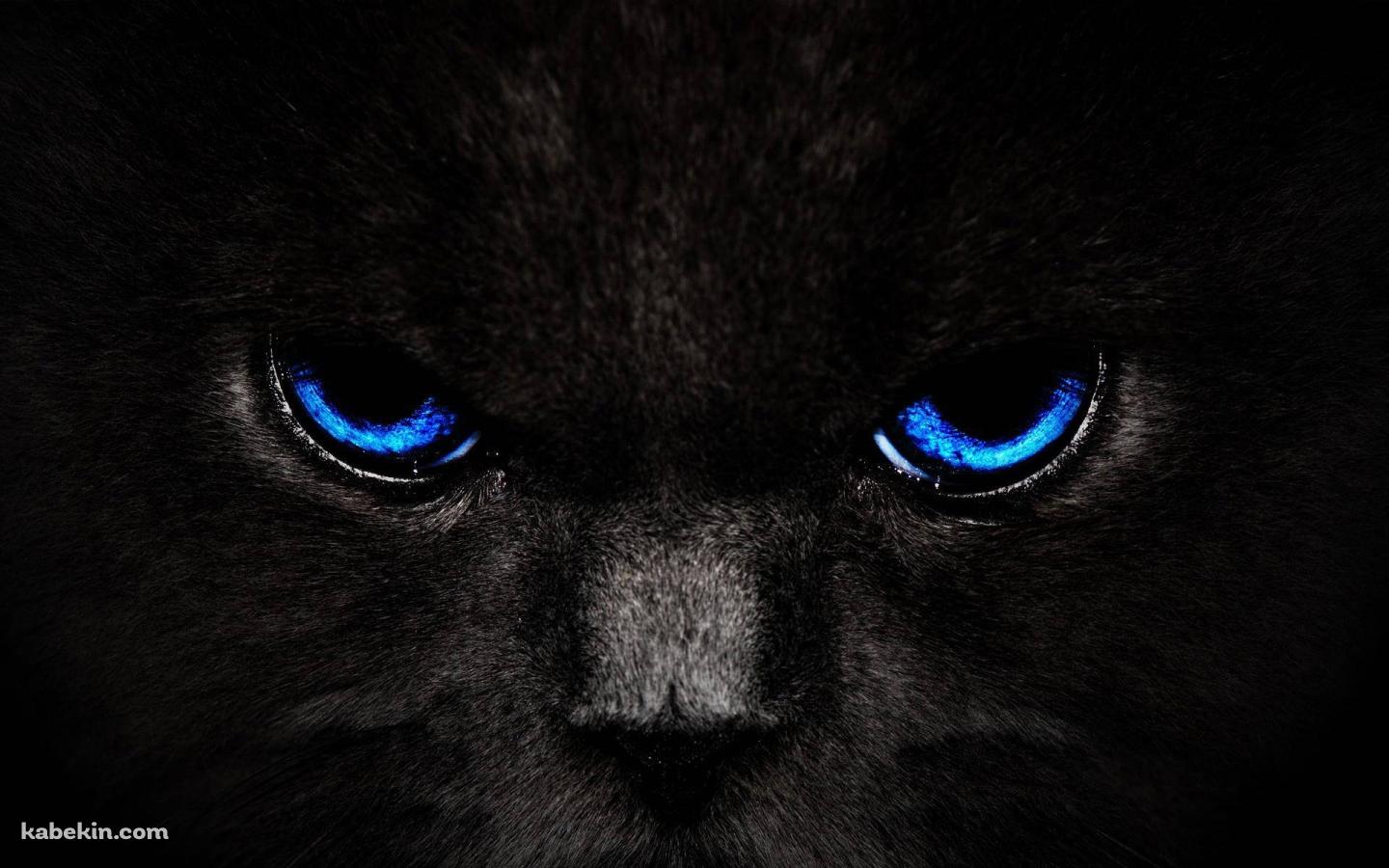 青い目の黒い猫の壁紙(1440px x 900px) 高画質 PC・デスクトップ用