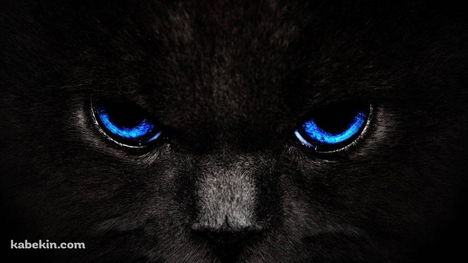 青い目の黒い猫の壁紙(960px x 540px) 高画質 PC・デスクトップ用