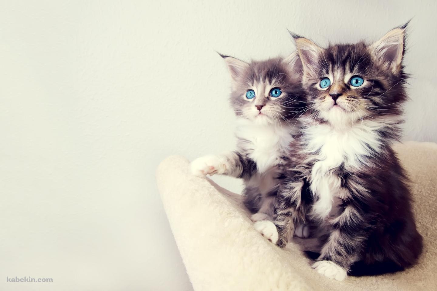2匹の青い瞳の猫の壁紙(1440px x 960px) 高画質 PC・デスクトップ用