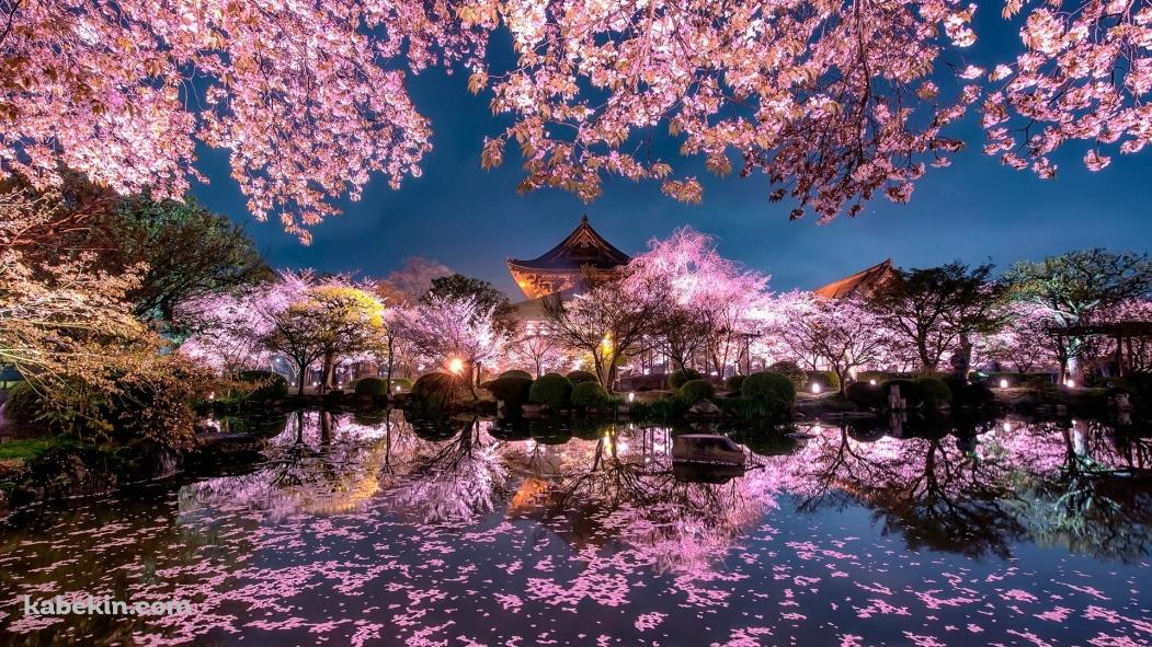 京都 日本庭園 桜の壁紙(1051px x 591px) 高画質 PC・デスクトップ用