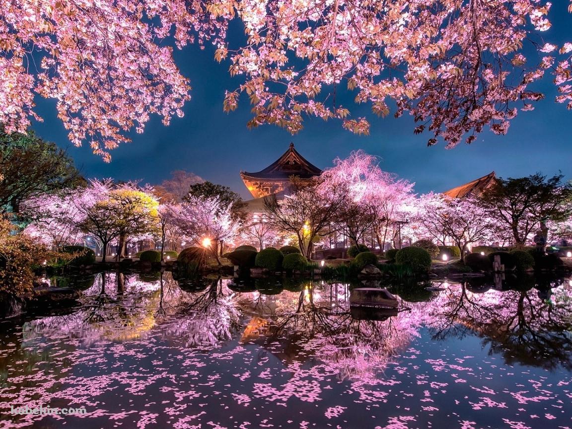 京都 日本庭園 桜の壁紙(1152px x 864px) 高画質 PC・デスクトップ用