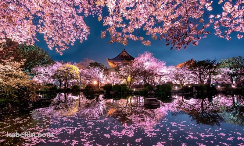 京都 日本庭園 桜の壁紙(800px x 480px) 高画質 PC・デスクトップ用