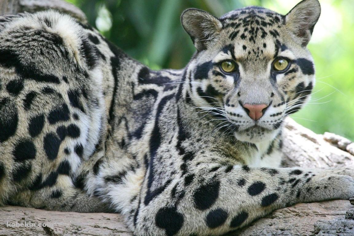 動物園の豹の壁紙(1152px x 768px) 高画質 PC・デスクトップ用
