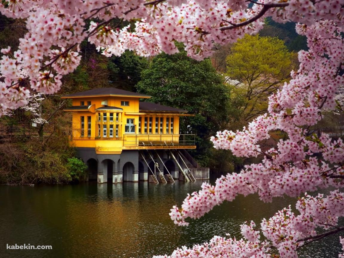 ピンクの花 黄色の建物の壁紙(1152px x 864px) 高画質 PC・デスクトップ用