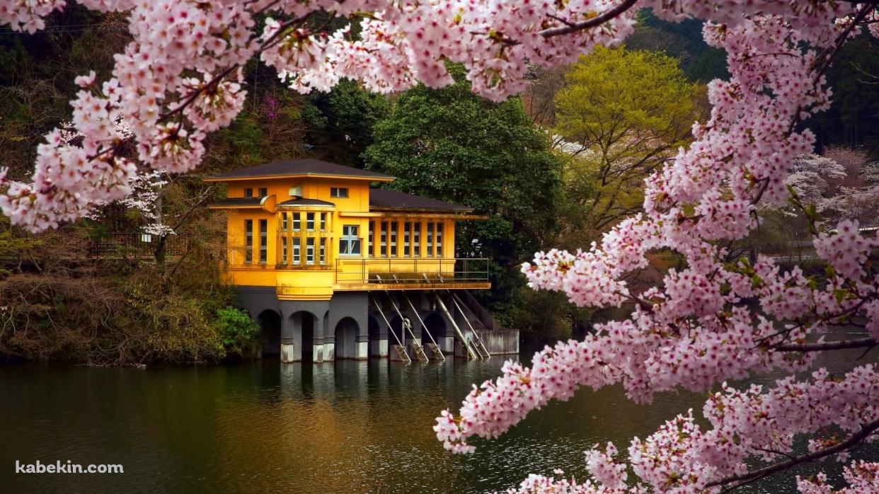 ピンクの花 黄色の建物の壁紙(1242px x 698px) 高画質 PC・デスクトップ用