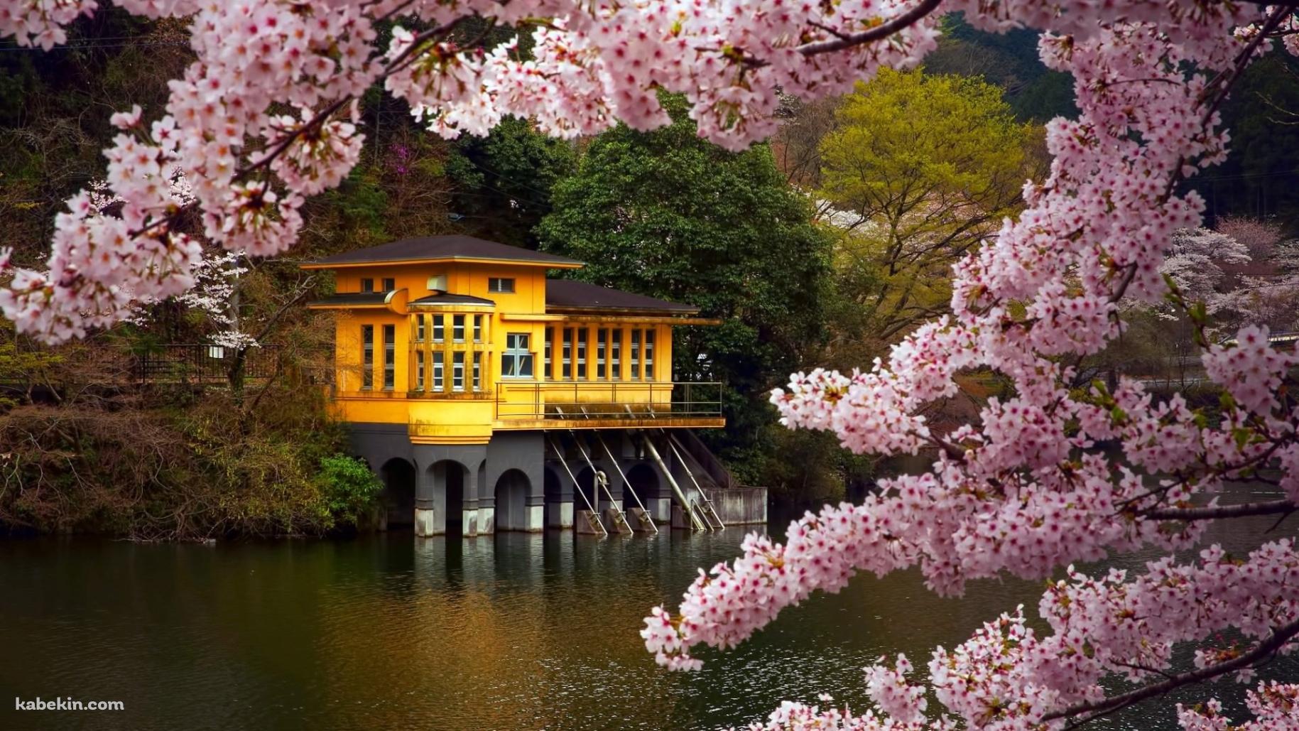 ピンクの花 黄色の建物の壁紙(1829px x 1029px) 高画質 PC・デスクトップ用