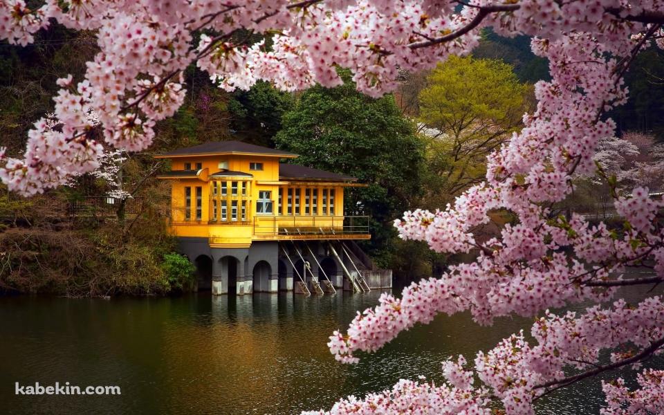 ピンクの花 黄色の建物の壁紙(960px x 600px) 高画質 PC・デスクトップ用