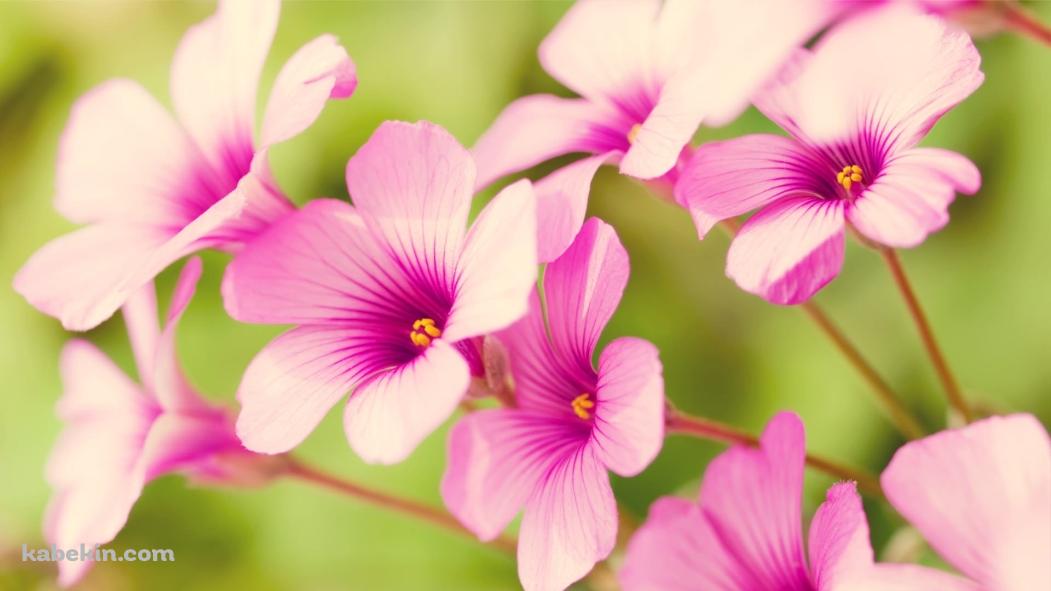 バーベナの壁紙(1051px x 591px) 高画質 PC・デスクトップ用