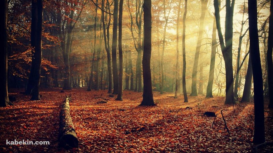 光射す紅葉の森の壁紙(960px x 540px) 高画質 PC・デスクトップ用
