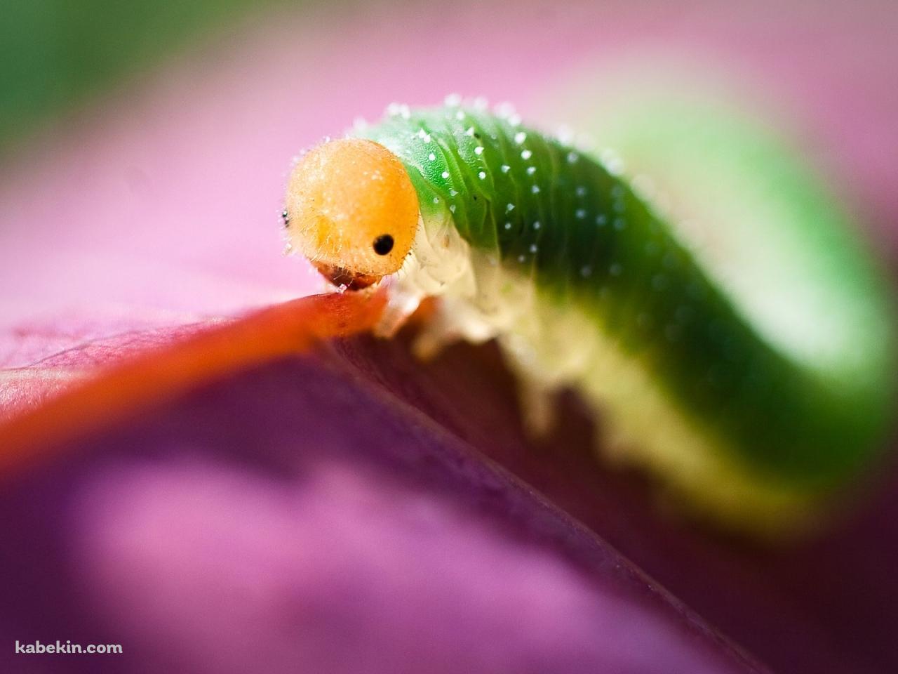 いも虫の壁紙(1280px x 960px) 高画質 PC・デスクトップ用