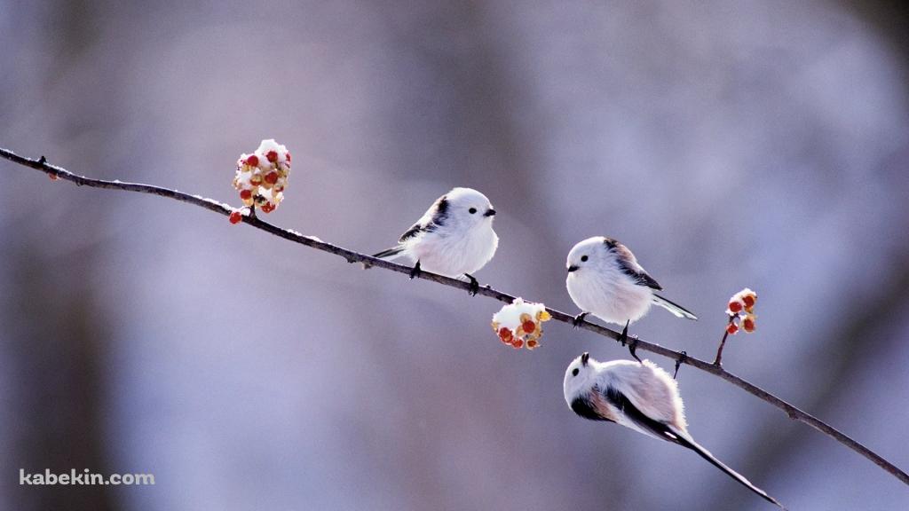 北海道 かわいい白い小鳥 エナガの壁紙(1024px x 576px) 高画質 PC・デスクトップ用