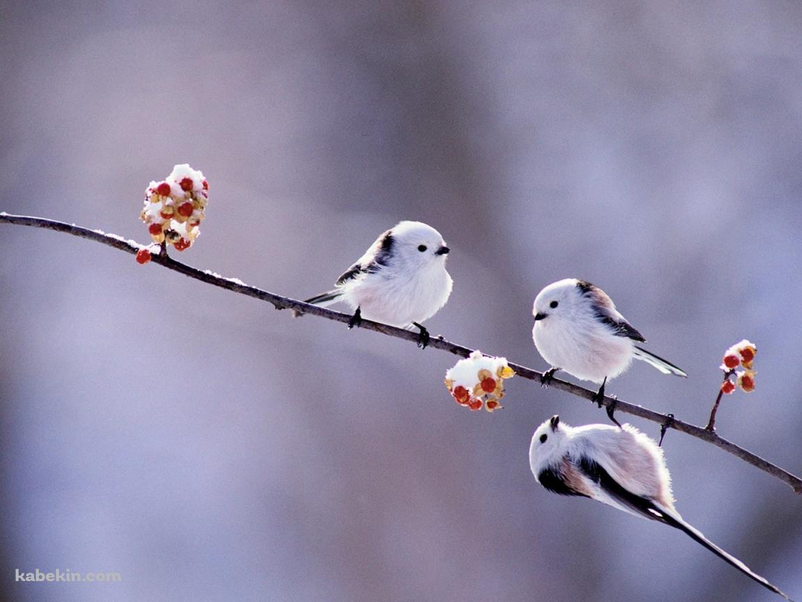 北海道 かわいい白い小鳥 エナガの壁紙(1152px x 864px) 高画質 PC・デスクトップ用