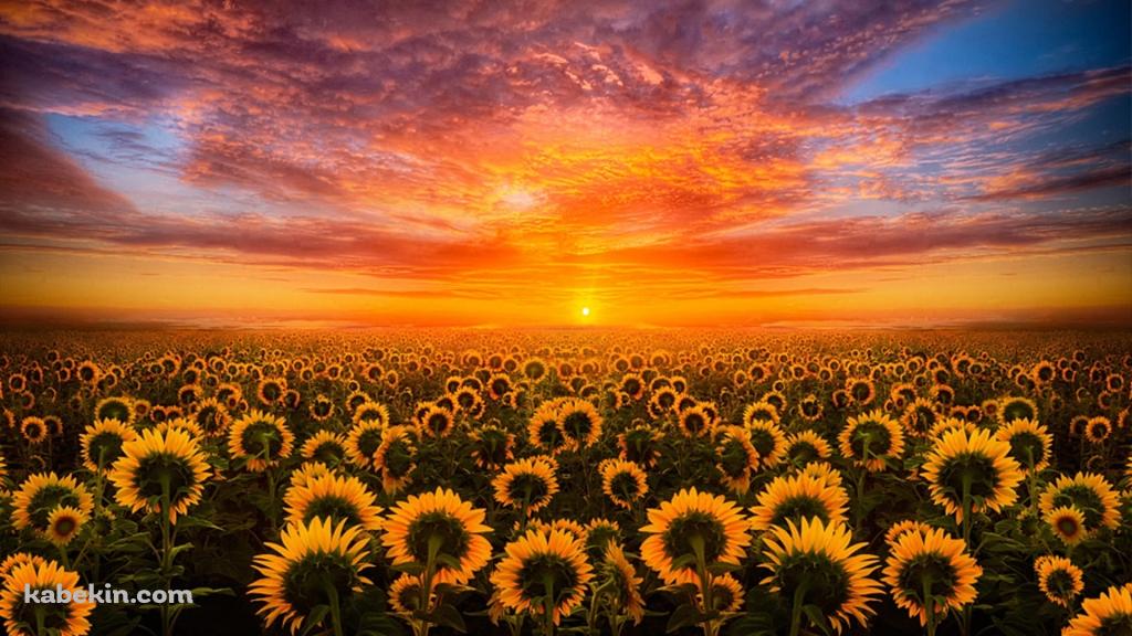 夕陽と向日葵畑の壁紙(1024px x 576px) 高画質 PC・デスクトップ用