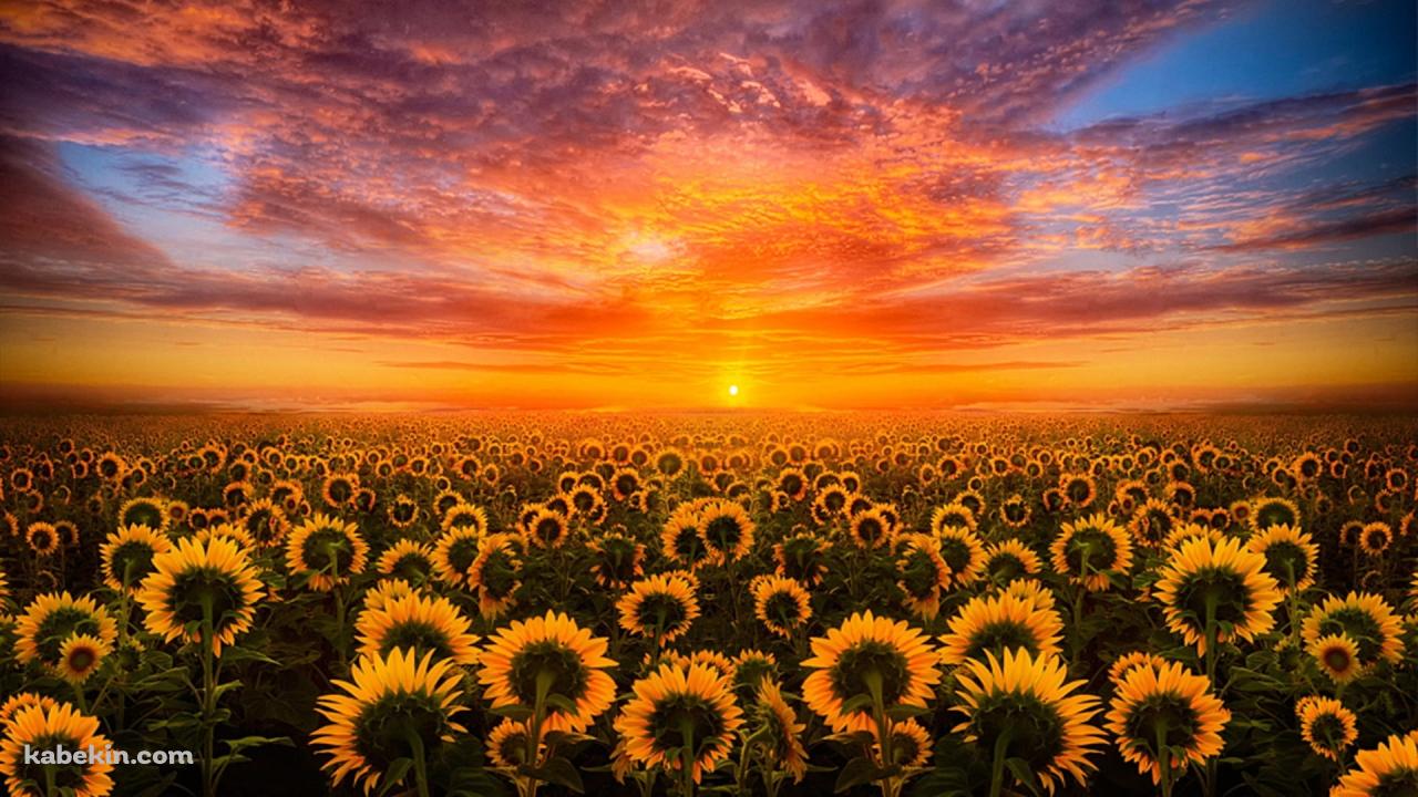 夕陽と向日葵畑の壁紙(1280px x 720px) 高画質 PC・デスクトップ用