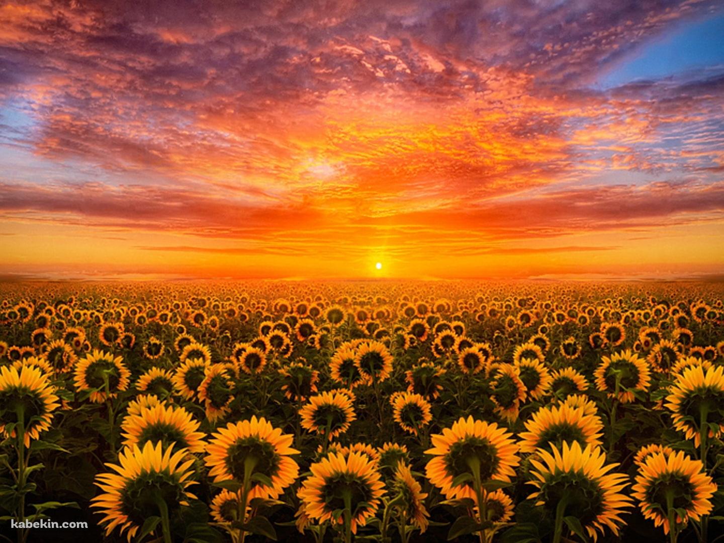 夕陽と向日葵畑の壁紙(1440px x 1080px) 高画質 PC・デスクトップ用