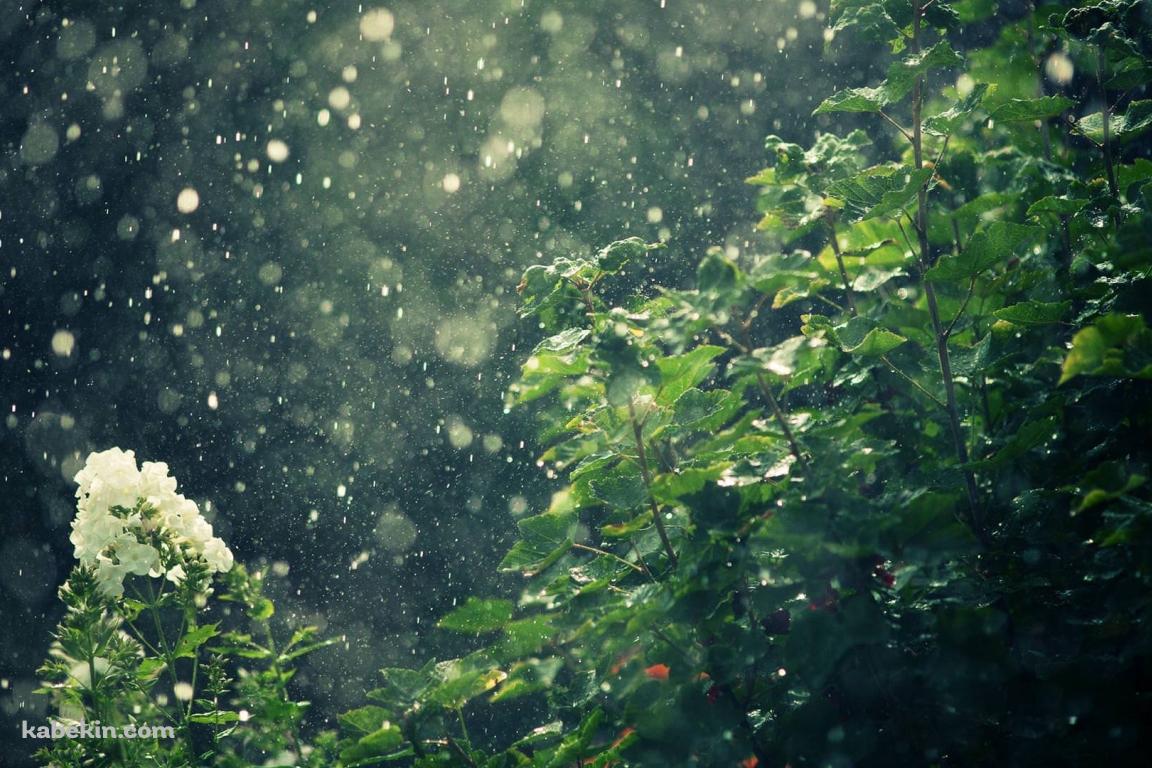 夏の雨の壁紙(1152px x 768px) 高画質 PC・デスクトップ用
