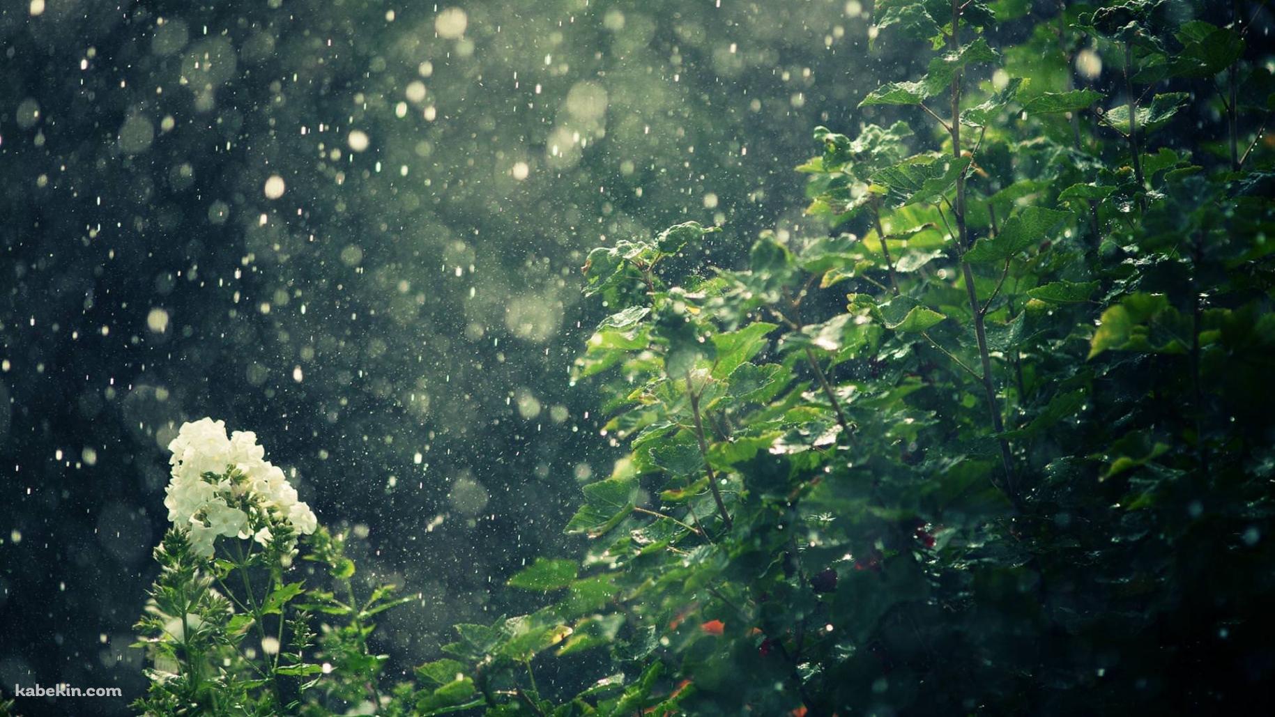 夏の雨の壁紙(1829px x 1029px) 高画質 PC・デスクトップ用