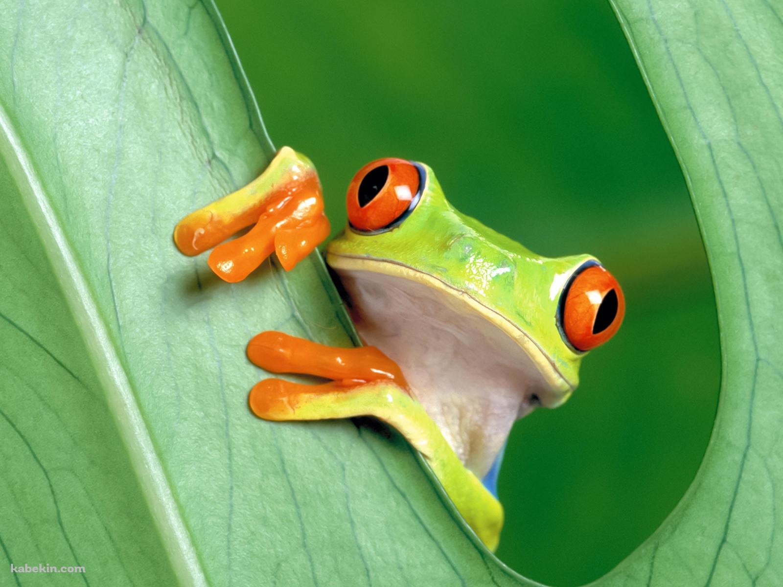 蛙の壁紙(1600px x 1200px) 高画質 PC・デスクトップ用