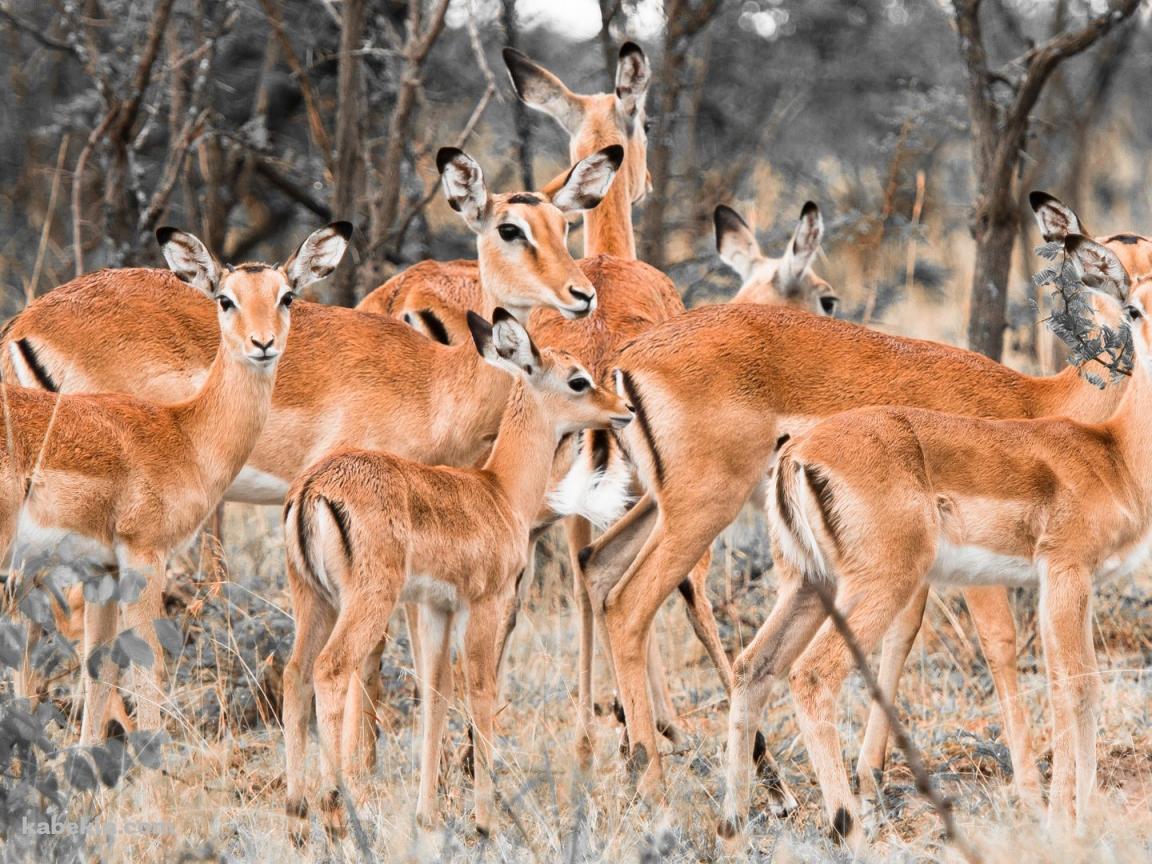ガゼルの群れの壁紙(1152px x 864px) 高画質 PC・デスクトップ用