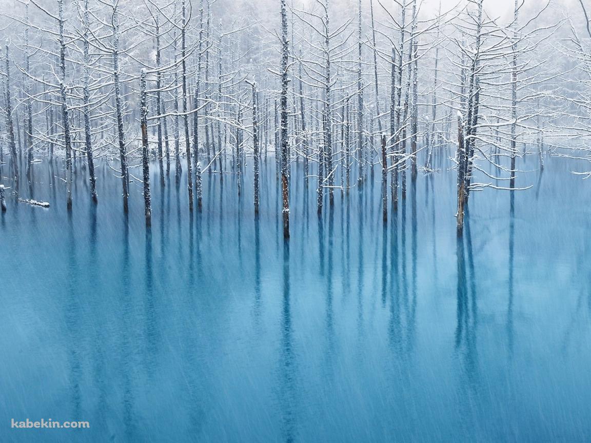 北海道 青い池の壁紙(1152px x 864px) 高画質 PC・デスクトップ用