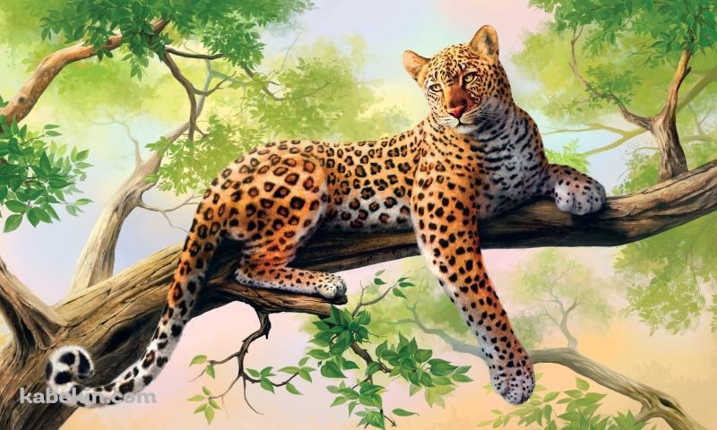 木の上の豹の壁紙(800px x 480px) 高画質 PC・デスクトップ用