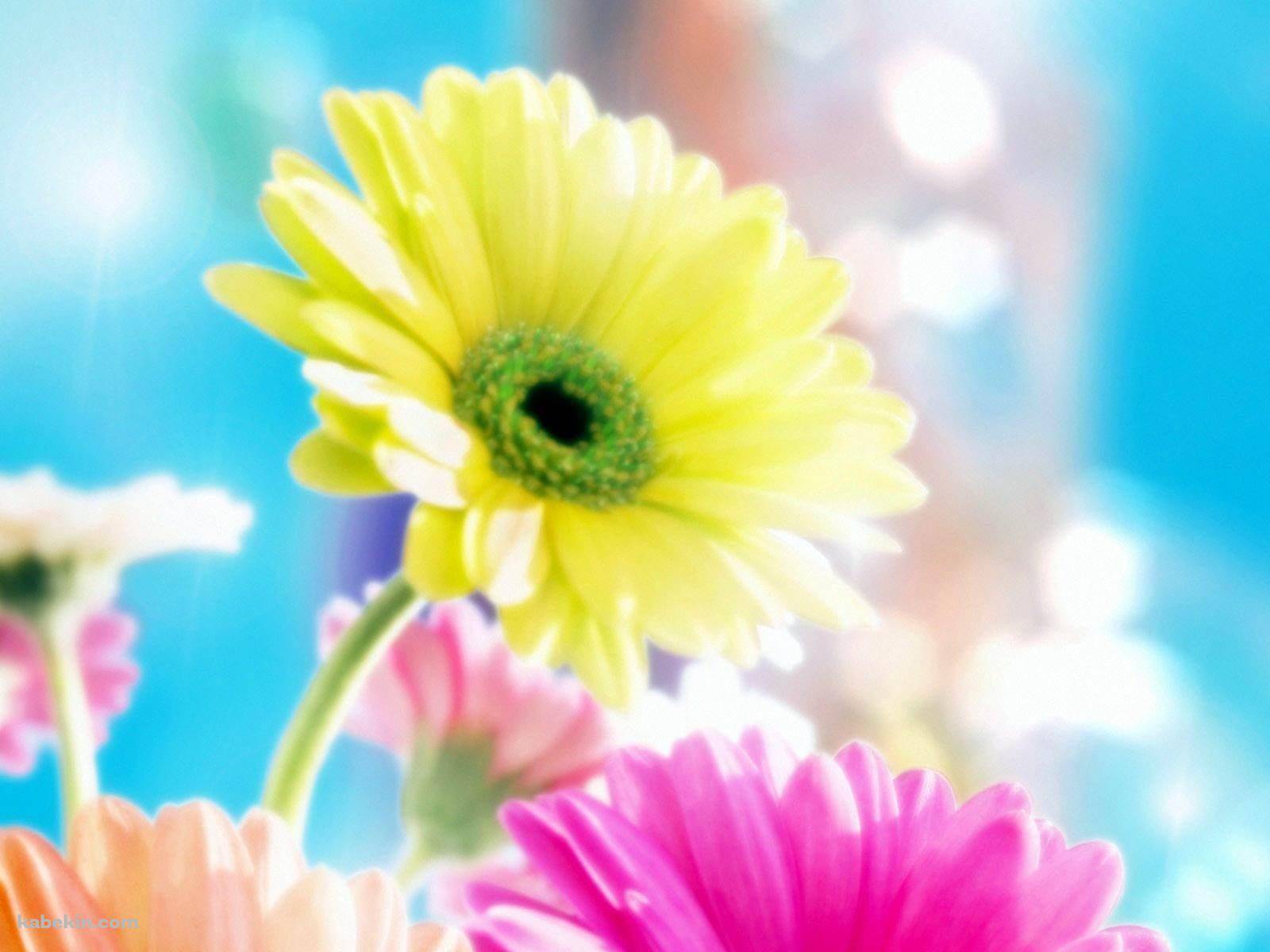 Colorful Flowerの壁紙(1600px x 1200px) 高画質 PC・デスクトップ用
