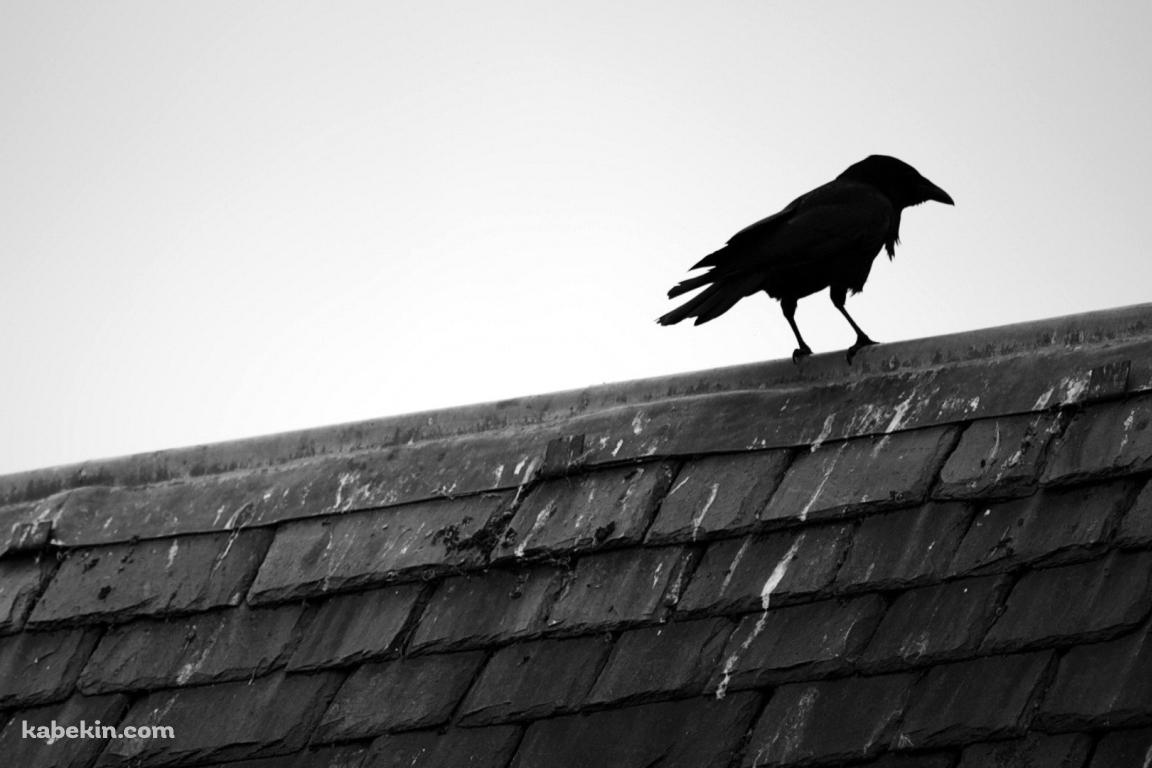 1羽のカラスの壁紙(1152px x 768px) 高画質 PC・デスクトップ用