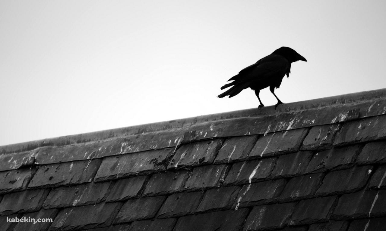 1羽のカラスの壁紙(1280px x 768px) 高画質 PC・デスクトップ用