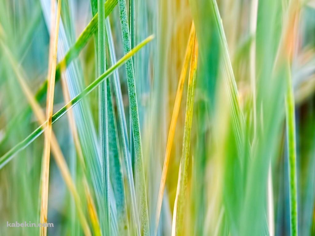 雑草の壁紙(1024px x 768px) 高画質 PC・デスクトップ用