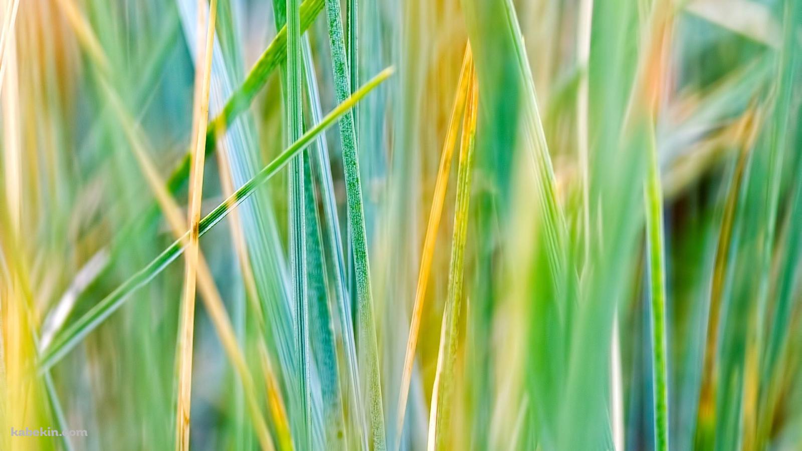 雑草の壁紙(1600px x 900px) 高画質 PC・デスクトップ用
