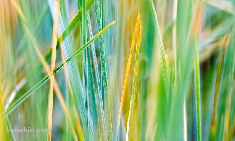 雑草の壁紙(800px x 480px) 高画質 PC・デスクトップ用