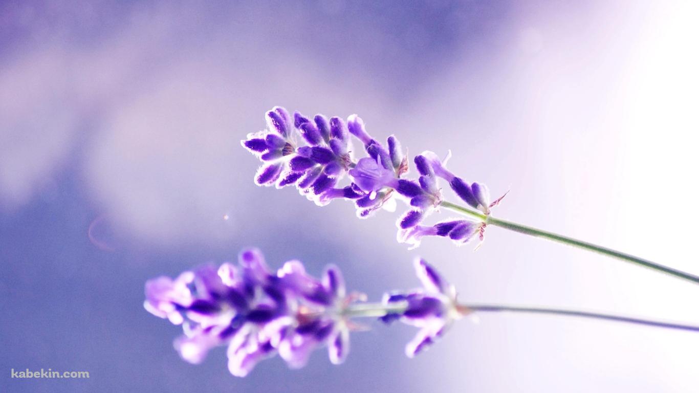 綺麗なラベンダーの壁紙(1366px x 768px) 高画質 PC・デスクトップ用