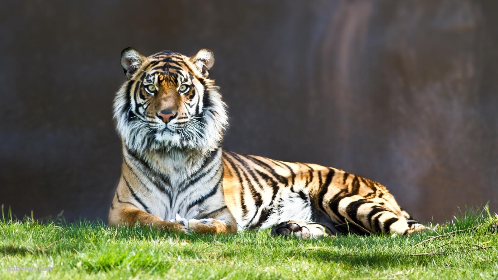 動物園の虎の壁紙(1600px x 900px) 高画質 PC・デスクトップ用