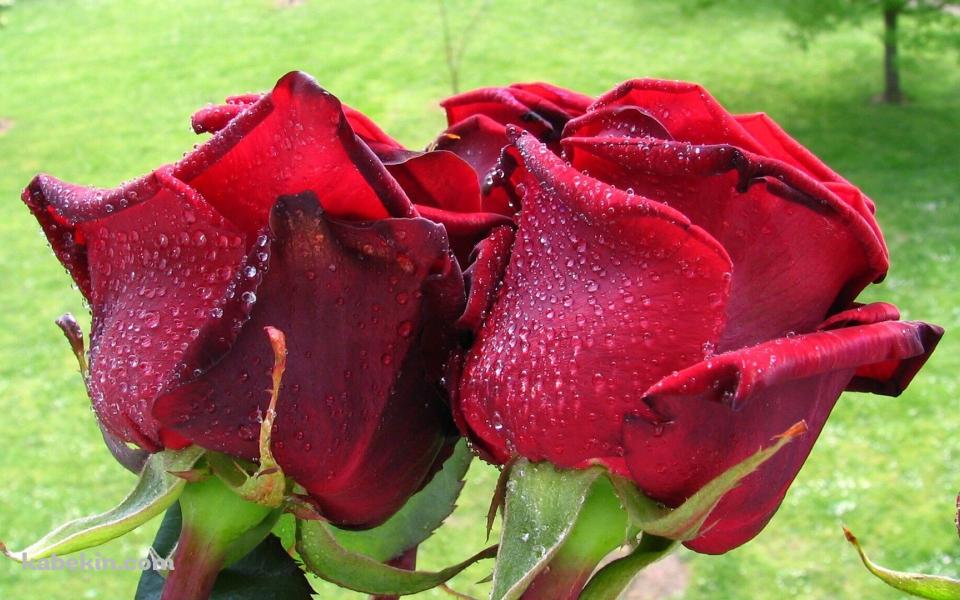 濃い赤の薔薇の壁紙(960px x 600px) 高画質 PC・デスクトップ用